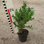 Buxus semp. 'Haller'