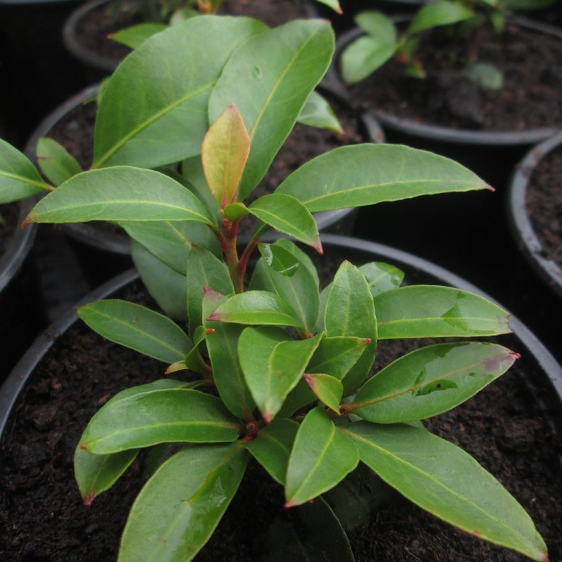 'Ostbo Red' Kalmia latifolia