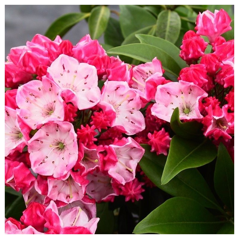 'Ostbo Red' Kalmia latifolia