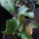 'Zebulon' Kalmia latifolia