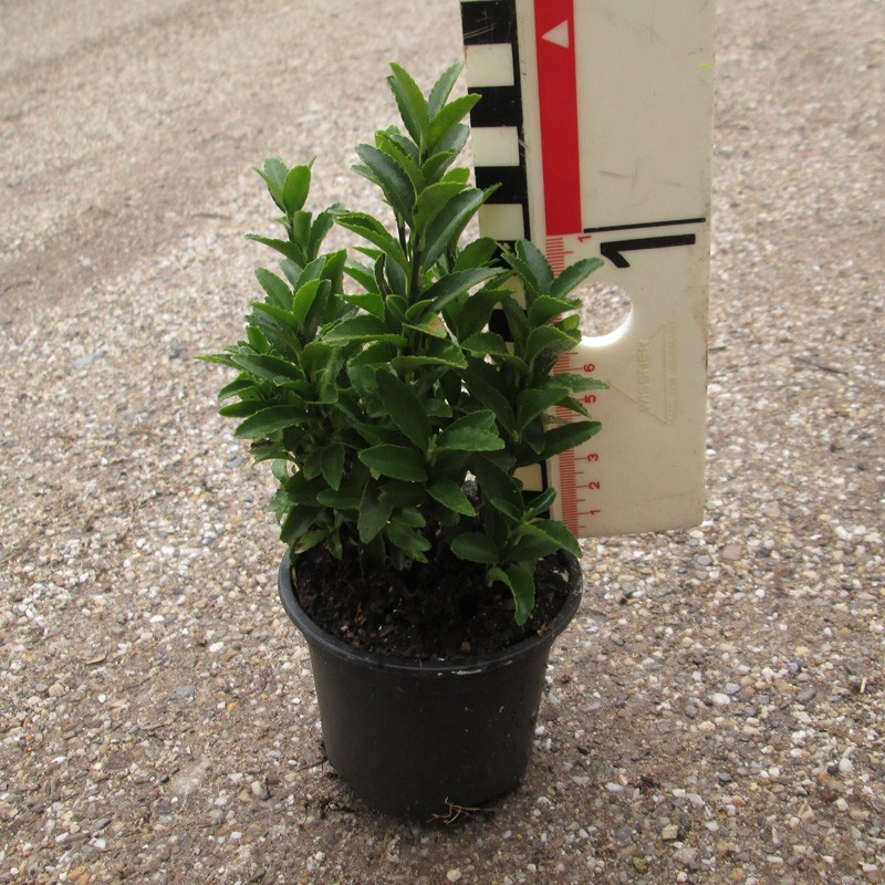 Euonymus japonicus