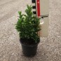 Euonymus japonicus