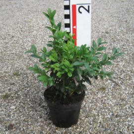 Buxus semp. arborescens