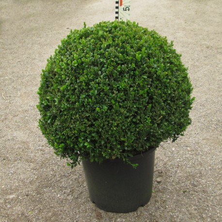 Buxus mic. 'Faulkner'