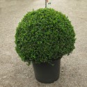 Buxus mic. 'Faulkner'