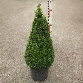 Buxus semp. arborescens