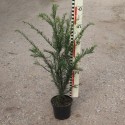 Taxus baccata