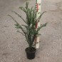 Taxus baccata
