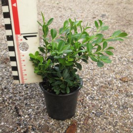 Buxus mic. 'Herrenhausen'