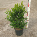 Buxus mic. Faulkner