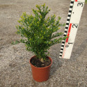 Buxus 'Green Gem'