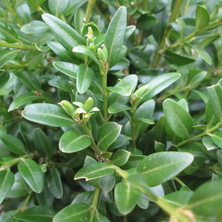 Buxus mic. 'Justin Brouwers'