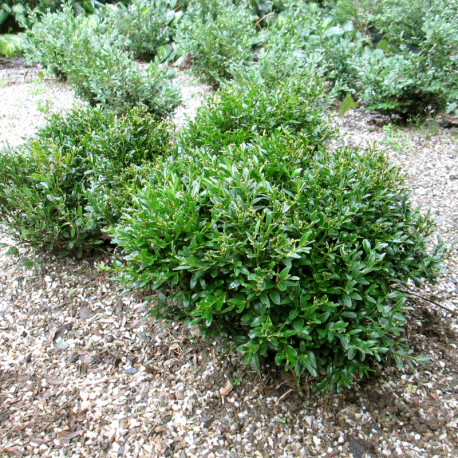Buxus mic. 'Justin Brouwers'