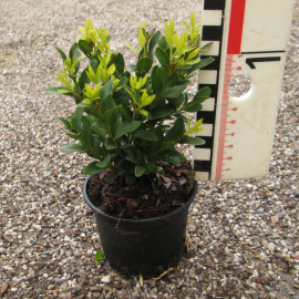 Buxus mic. 'Justin Brouwers'