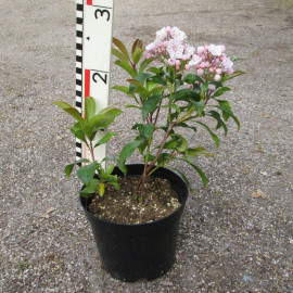 'Zebulon' Kalmia latifolia