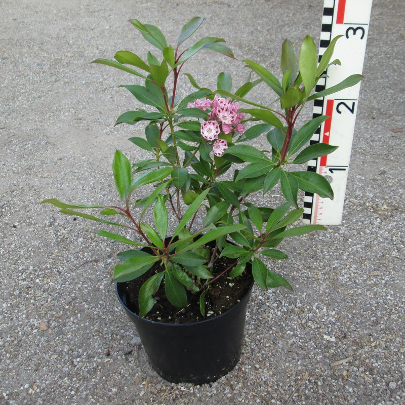 'Moyland' Kalmia latifolia