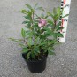 'Moyland' Kalmia latifolia