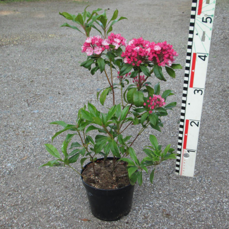 'Ostbo Red' Kalmia latifolia