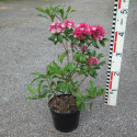 'Ostbo Red' Kalmia latifolia