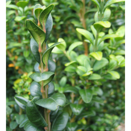 Buxus semp. 'Handworthiensis'
