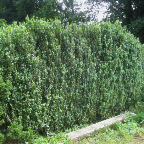 Buxus semp. 'Handworthiensis'