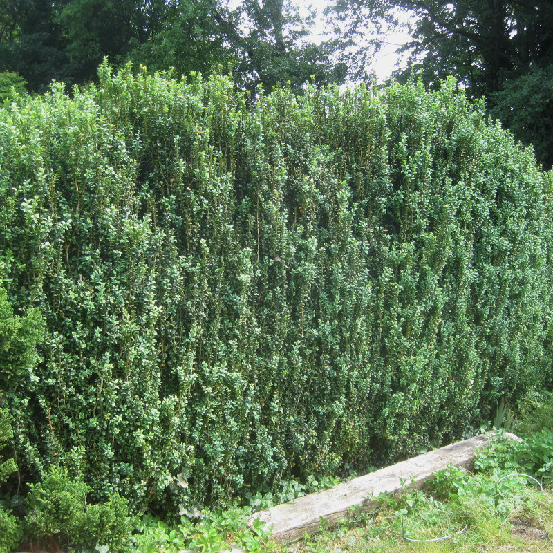 Buxus semp. 'Handworthiensis'