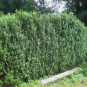 Buxus semp. 'Handworthiensis'