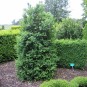 Buxus semp. 'Atrops Selektion H'