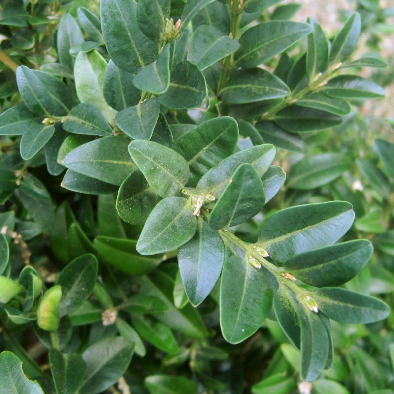 Buxus semp. 'Atrops Selektion H'