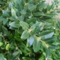 Buxus semp. 'Atrops Selektion H'