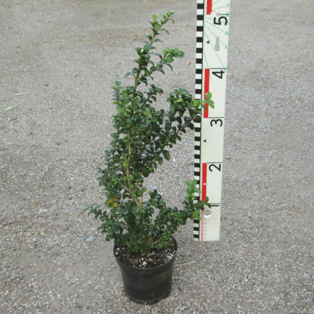 Buxus semp. 'Handworthiensis'