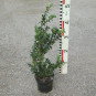 Buxus semp. 'Handworthiensis'