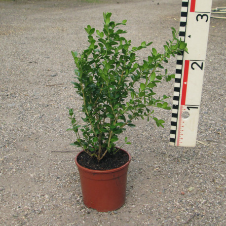 Buxus mic. 'Faulkner'