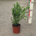 Buxus mic. 'Faulkner'