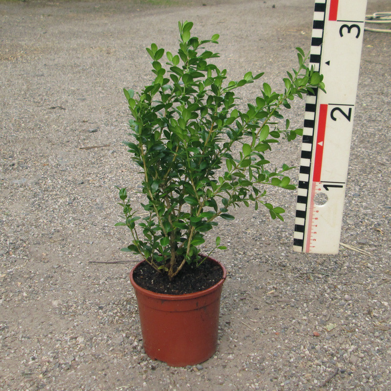 Buxus mic. 'Faulkner'