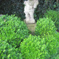 Buxus mic. 'Faulkner'