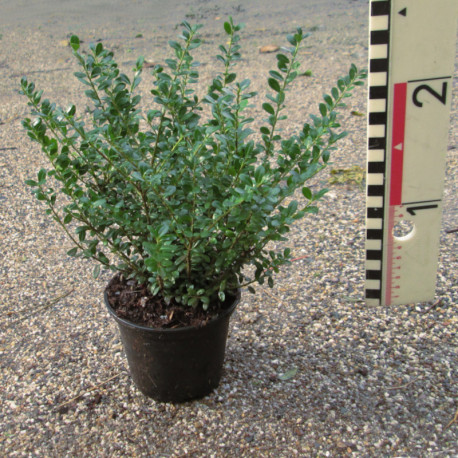 Ilex cren. 'Glorie Dwarf'