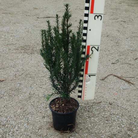 Taxus baccata