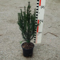 Taxus baccata