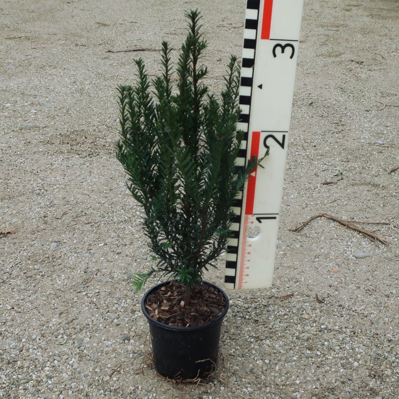 Taxus baccata