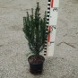 Taxus baccata