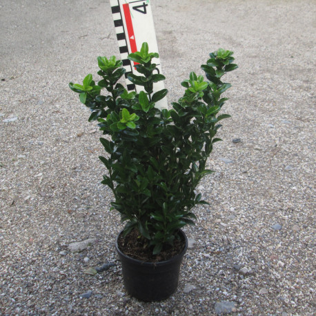 Euonymus jap. 'Green Rocket'