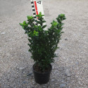 Euonymus jap. 'Green Rocket'