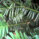 Taxus baccata