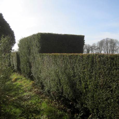 Taxus baccata