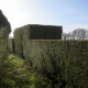 Taxus baccata