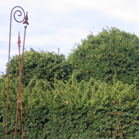 Taxus baccata