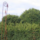 Taxus baccata