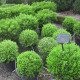 Buxus mic. 'Herrenhausen'