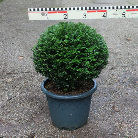 Taxus baccata 'Renkes Kleiner Grüner'®